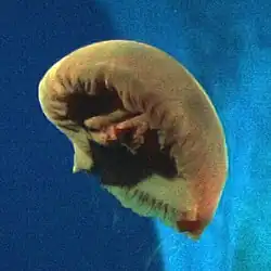 Poralia rufescens