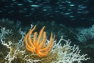 Novodinia antillensis