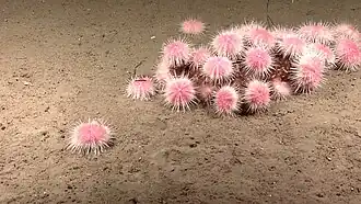 Strongylocentrotus fragilis