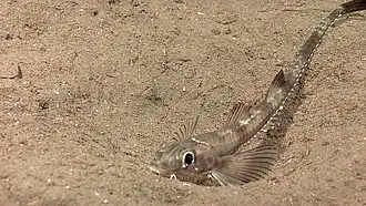 Xeneretmus latifrons