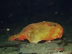 Chaunax stigmaeus