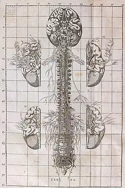 Planche anatomique du système nerveux du XVIIIe&nbsp;siècle.