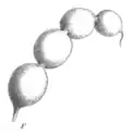 Gousse de Lonchocarpus monilis (L.) A.M.G. Azevedo (par Paul Hermann Wilhelm Taubert, 1891).