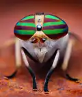 Les yeux composés d'une mouche