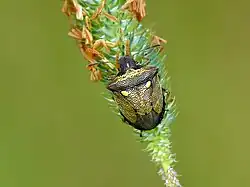 Eysarcoris aeneus.