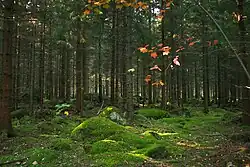 Forêt de conifères sur l'île de Mattön, au nord-est du parc