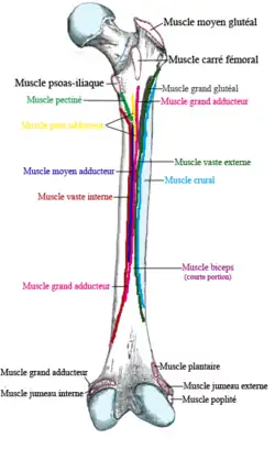 Insertion proximale du muscle plantaire