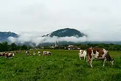 Troupeau de montbéliardes dans une prairie au printemps en fond de vallée.