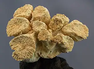 Fossile de Gyrodendron lobatum du Tithonien, un corail trouvé à Nattheim, dans le  Bade-Wurtemberg, Allemagne.