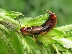 Dermaptera - Forficula auricularia
