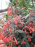 Fuchsia triphylla en fleur