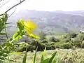 Une vue de la colline de Rajamala.