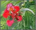 Fleur de Delonix regia.