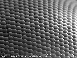 image MEB d'un œil de mouche avec un grossissement x 450.