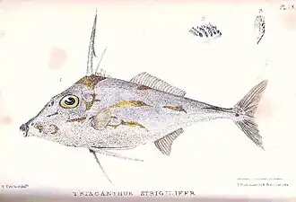Pseudotriacanthus strigilifer