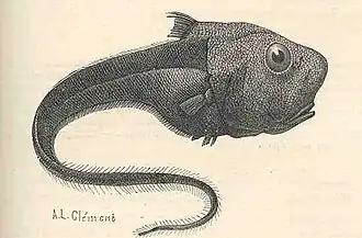 Cetonurus globiceps