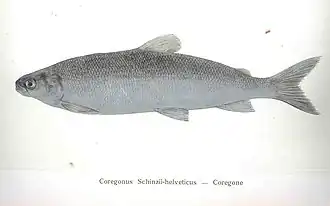 Description de l'image FMIB 35673 Coregonus schinzii-helveticus -- Coregone.jpeg.