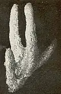 Ircinia ectofibrosa
