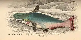 Description de l'image FMIB 38607 Hypothalmus davalla.jpeg.