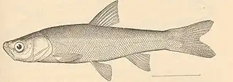 Description de l'image FMIB 40481 Xystrosus Jordan & Snyder, new genus and species Type.jpeg.