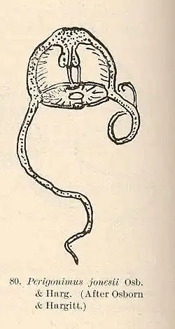 Leuckartiara octona