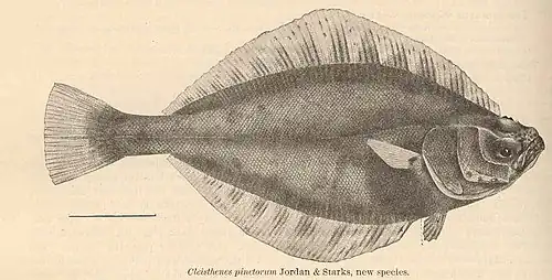 Cleisthenes pinetorum.