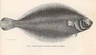 Tanakius kitaharae.