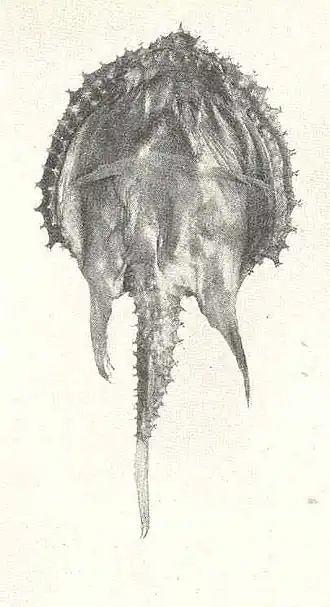 Description de l'image FMIB 41244 Halieutopsis vermicularis From the type Ventral view.jpeg.