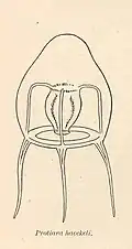 Protiara haeckeli (Protiaridae)