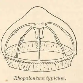 Description de l'image FMIB 41687 Rhopalonema typicum.jpeg.