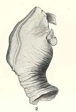 Heteralepas vetula.