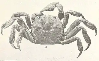 Description de l'image FMIB 43510 Glyptograpsus jamaicensis.jpeg.