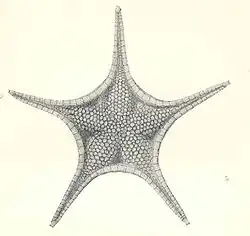 Rosaster florifer.