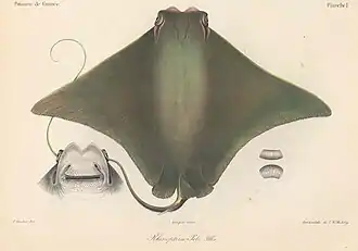 Rhinoptera peli