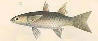 Description de l'image FMIB 45840 Mugil schlegeli.jpeg.