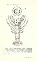 Xylocheles miersi, un Pylochelidae.