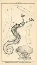 Polydora sp.