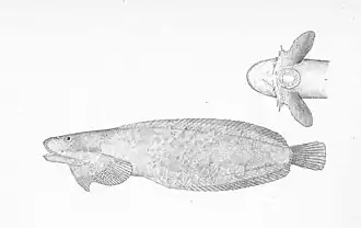 Description de l'image FMIB 47926 Liparis cyclopus.jpeg.