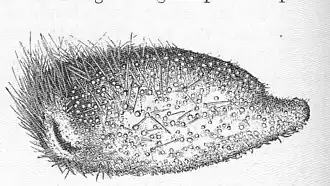 Pourtalesia jeffreysi