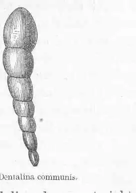 Description de l'image FMIB 50020 Dentalina commonis.jpeg.