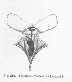 Dessin de Clio pyramidata