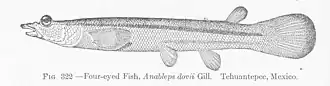 Description de l'image FMIB 51859 Four-eyed Fish, Anableps dovii Gill Tehuantepee, Mexico.jpeg.