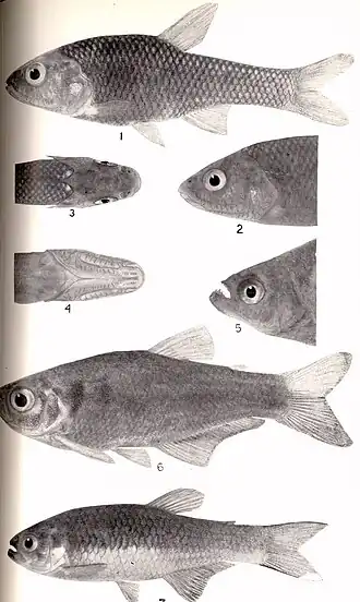 Description de l'image FMIB 52272 Spintherobolus and Glandulocauda.jpeg.