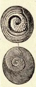 Dessin naturaliste des deux faces