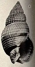 Nassa mendica