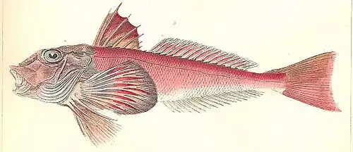 Lepidotrigla alata