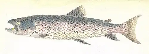 Parahucho perryi