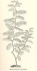 Hydrallmania falcata