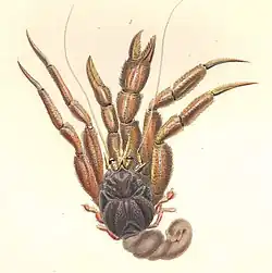 Labidochirus splendescens