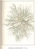 Calothrix confervicola (Rivulariaceae).